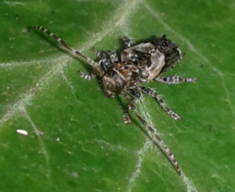 Cerambycidae: Pogonocherus hispidus? Sì